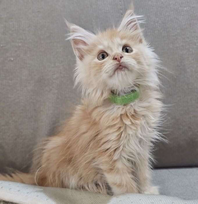Zibi Maine coon rudy pieszczoch
