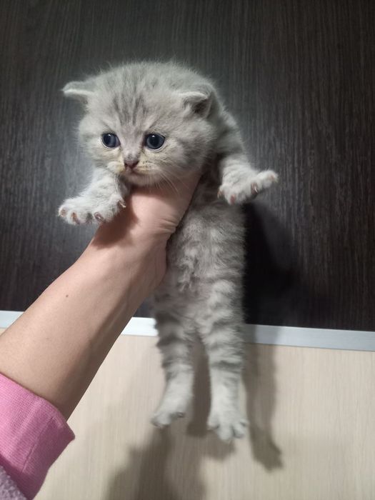Британські кошенята дівчатка