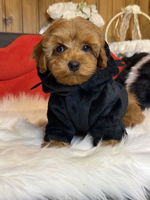 Мальтіпу , яскравий хлопчик.