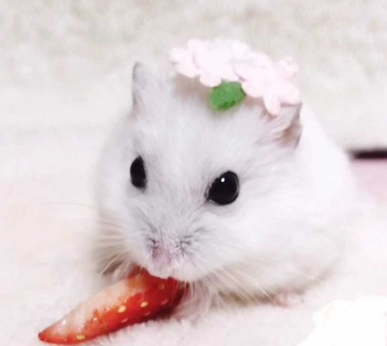 Роскошные джунгарские хомячки, белоснежного окраса, хомячата, хомяки