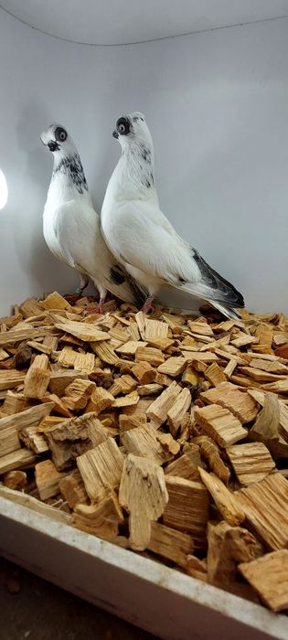 Szek, szeki, krotkodzioby polski