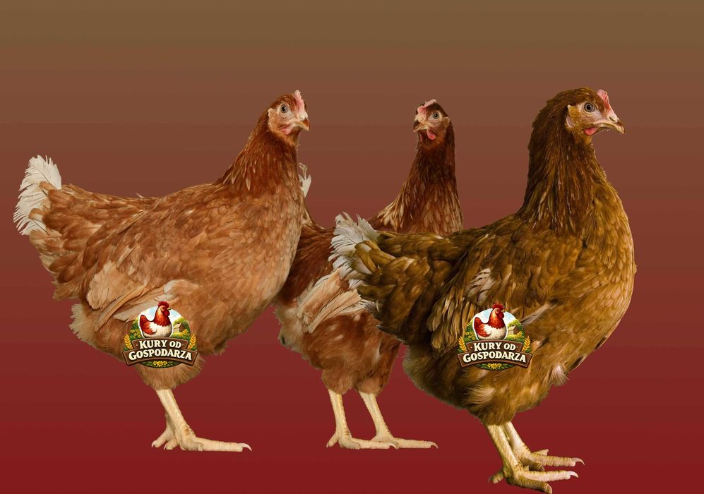 Kury Nioski Lohmann Brown Sandy Rosa Leghorn Dominant Greenshell