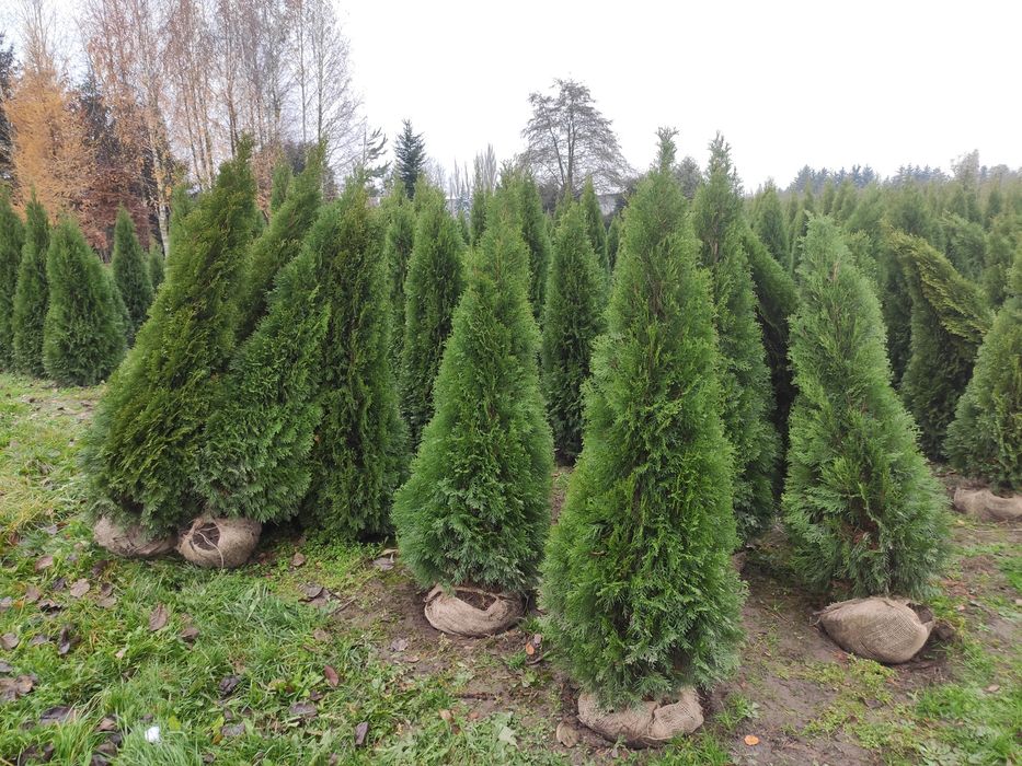 Thuja Smaragd Tuja Szmaragd super jakość 100-200 cm SADZENIE TRANSPORT Rośliny ozdobne Usługi ogrodnicze