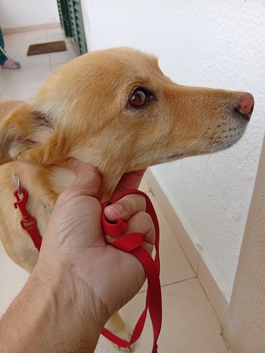 Doa se para adoção responsável