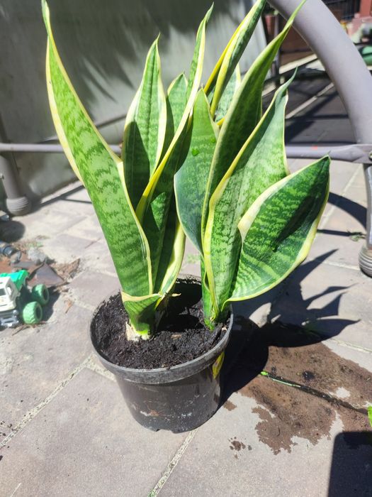 * Sanseveria *Języki teściowej*