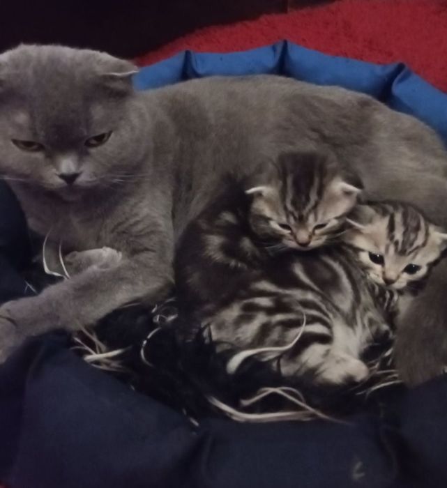 Шотландский прямоухий кот для вязки