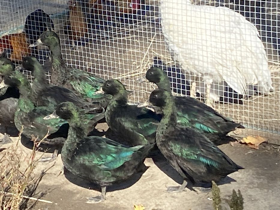 Kaczki szmaragdowe ptaki ozdobne 1+3