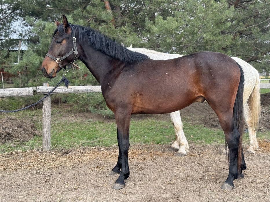 Жеребец УВП, лошадь, конь