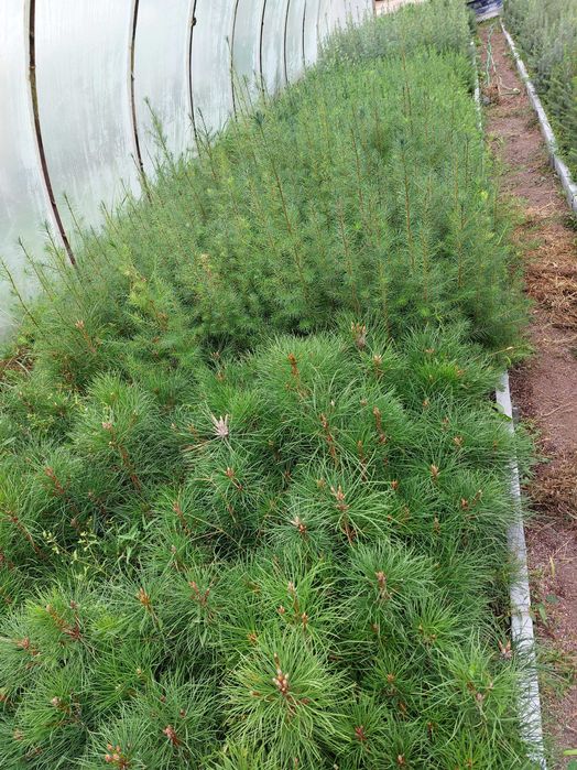 Sosna czarna sadzonki