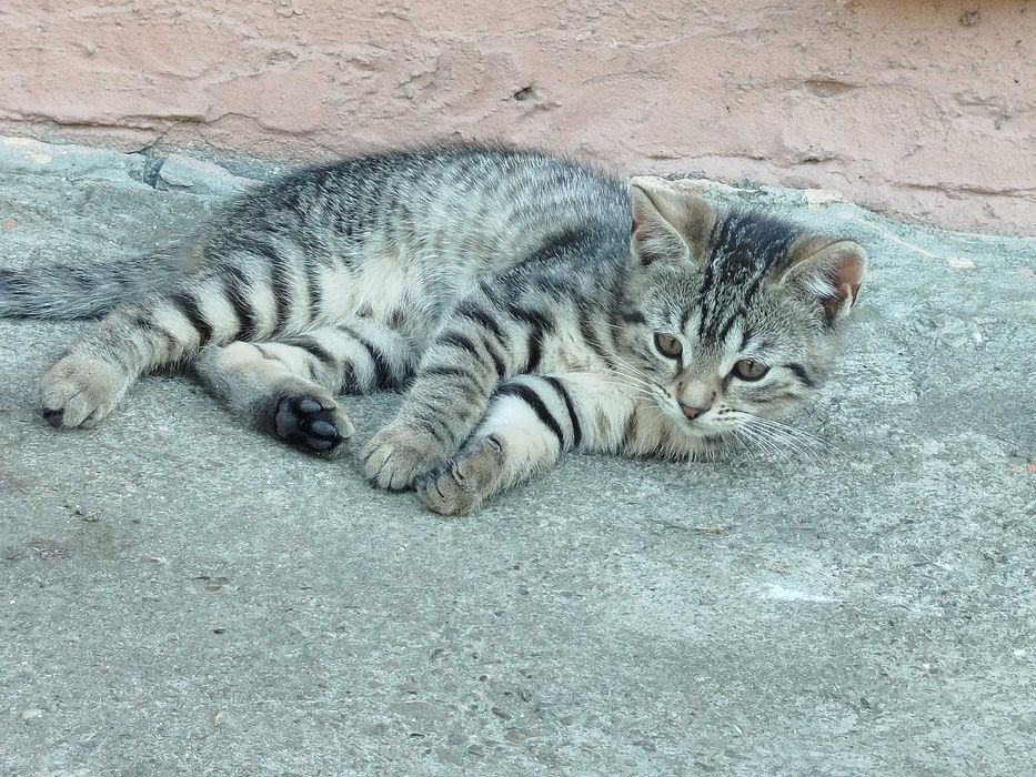 Віддам кошенят в добрі руки