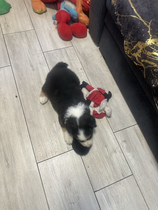 Border collie piesek