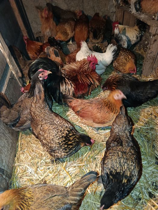 Курочки бентамочки инкубационное яйцо