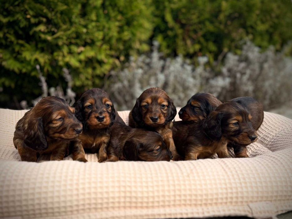 Jamnik długowłosy miniatura/ króliczy