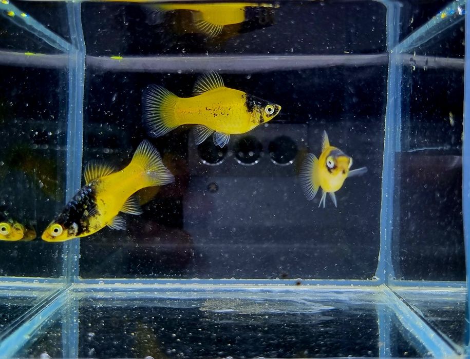 Platka zmieniak plamisty odmiana buble bee