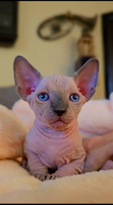 Kot sfinks niebieskie oczka przepiękne