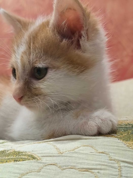 Руде щастя на ЩАСТЯ