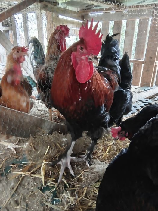 Ovos galados de galinha de raça