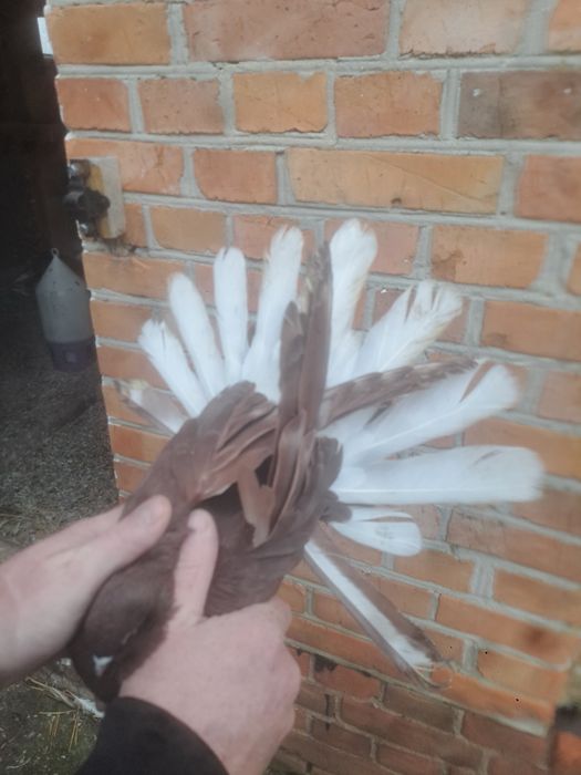 Gołebie orliki para