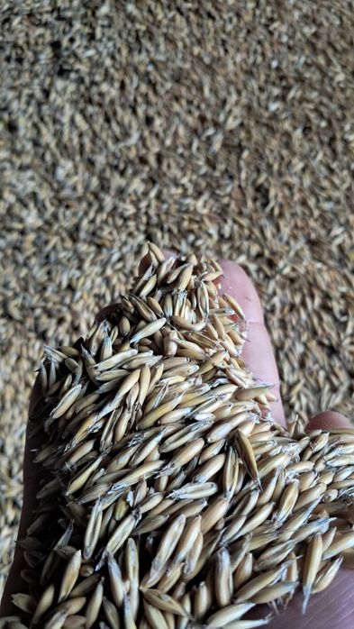 Sprzedam zboże owies |pellet|