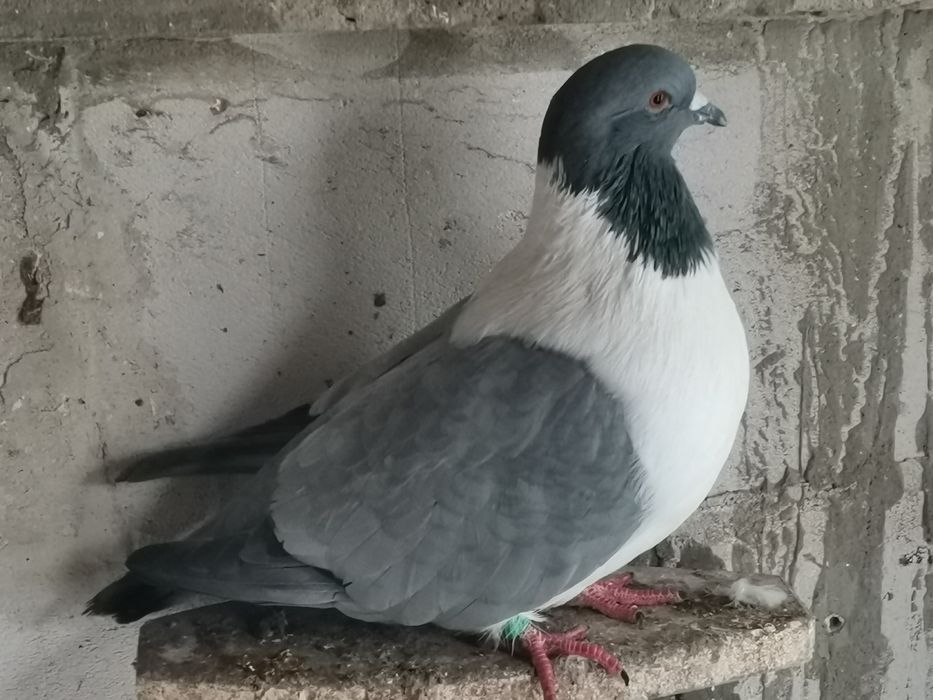 Gołębie ozdobne Gile Pawiki