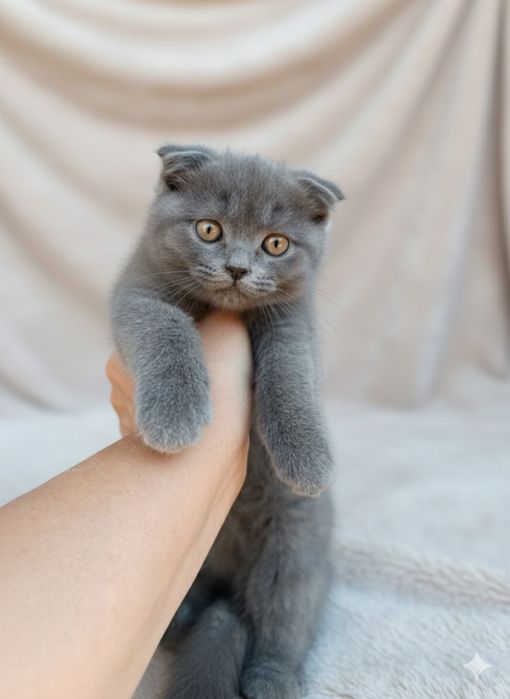 Плюшеві шотландські кошенята висловухі і прямовухі!!!Є кішка 5 міс