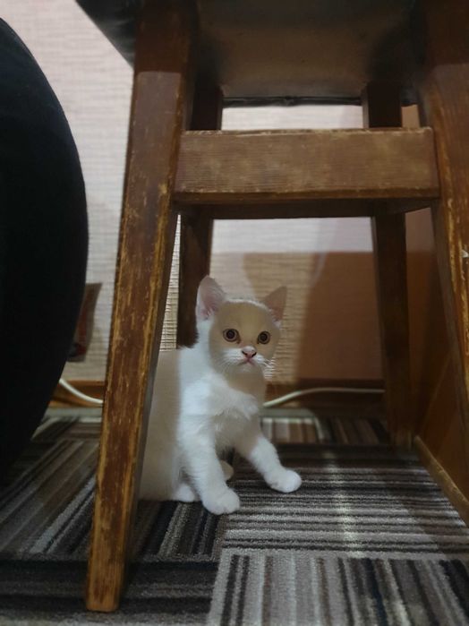 Кошенята шотландські весловухі