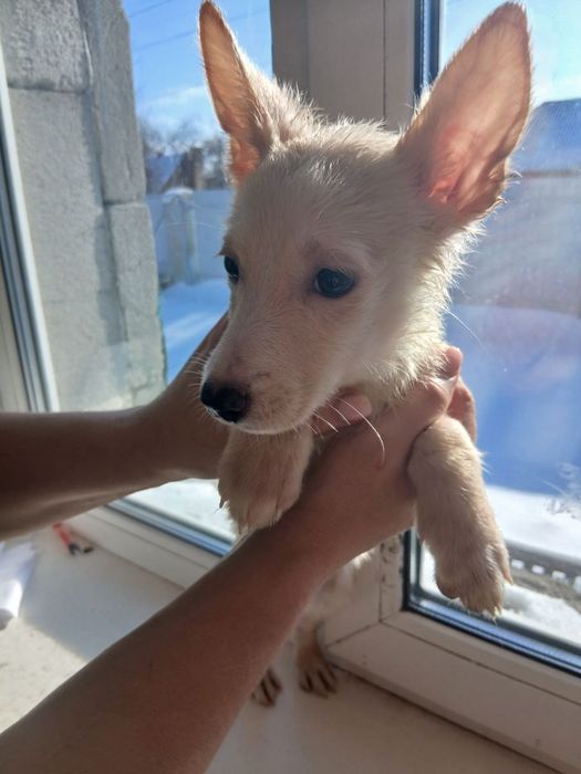 Віддам в добрі руки