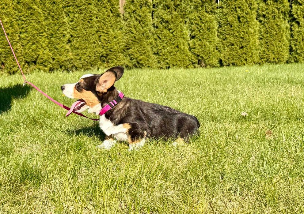 Welsh Corgi Cardigan - Piękna Suczka