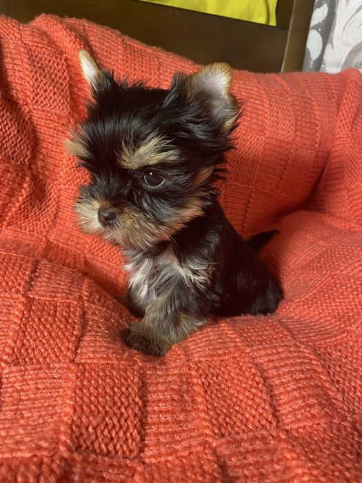 Маленькі супер йорки