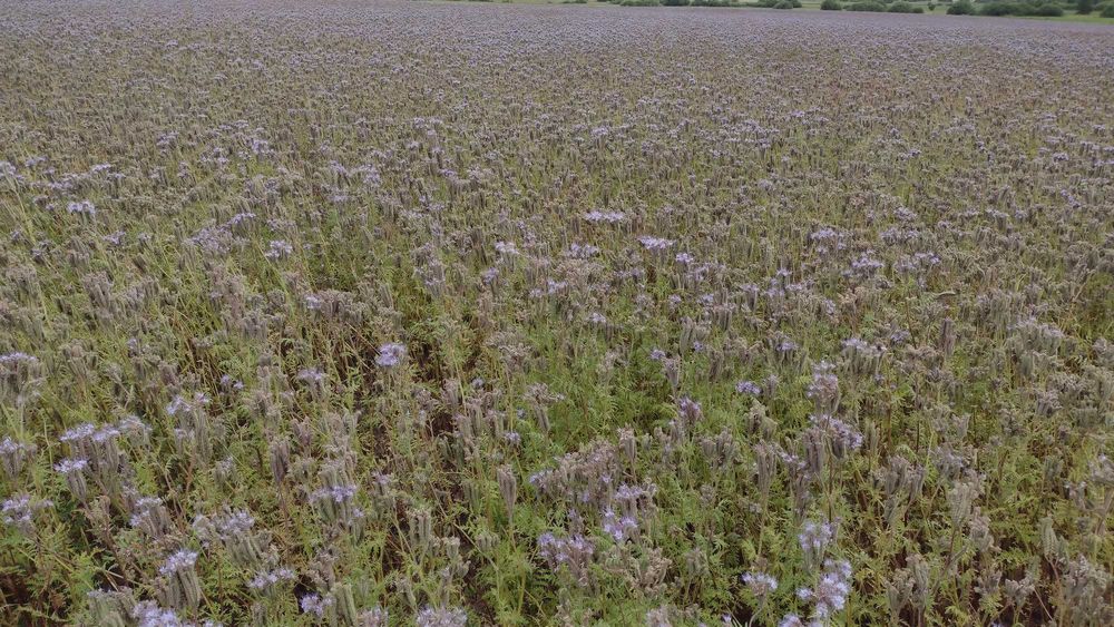 Facelia, zbiór 2025