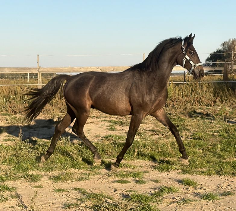 1,5 roczny ogier