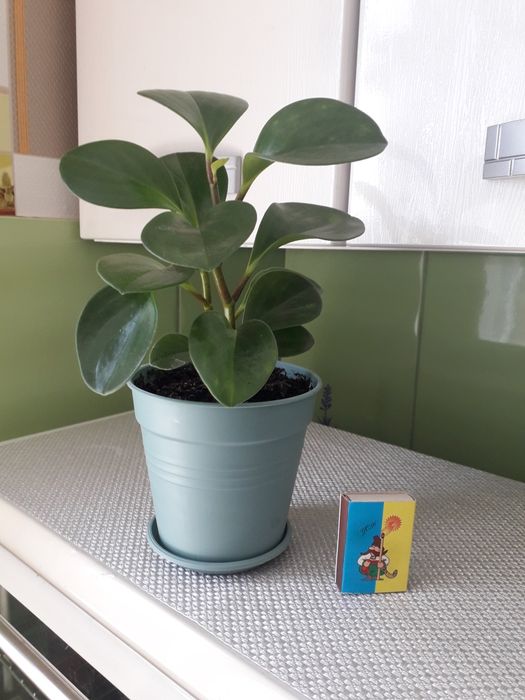 Цветы для дома и для офиса.