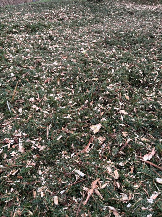 Zrębki zrąbki wióry trociny iglaste