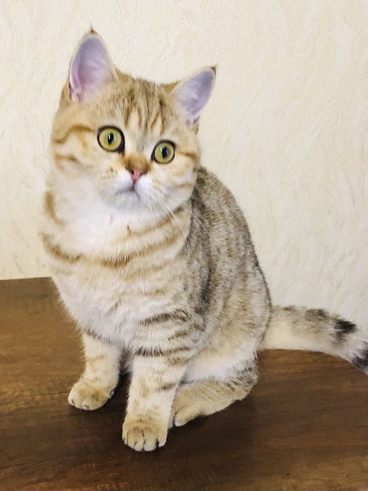 Дівчатка. Золота шиншилла. Купити в Київі в Україні.