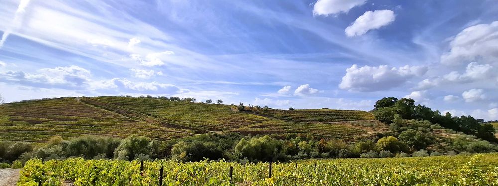 Terreno com vinha - Favaios / Douro