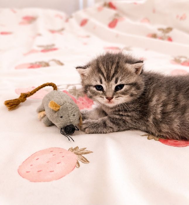 Fêmea  tabby silver