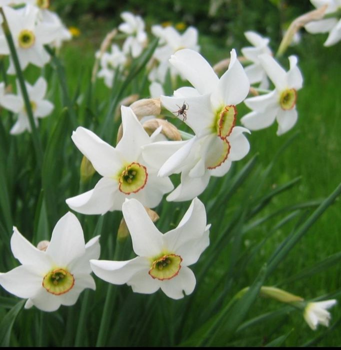 Нарциси, птицемлечник, мускари, магония падуболистная. фиалка. Телевиз