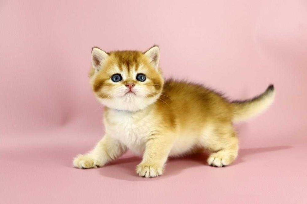 Дуже красива кішечка в забарвлені -золота шиншила