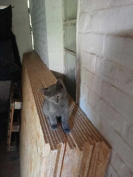 Віддамо кошенят.