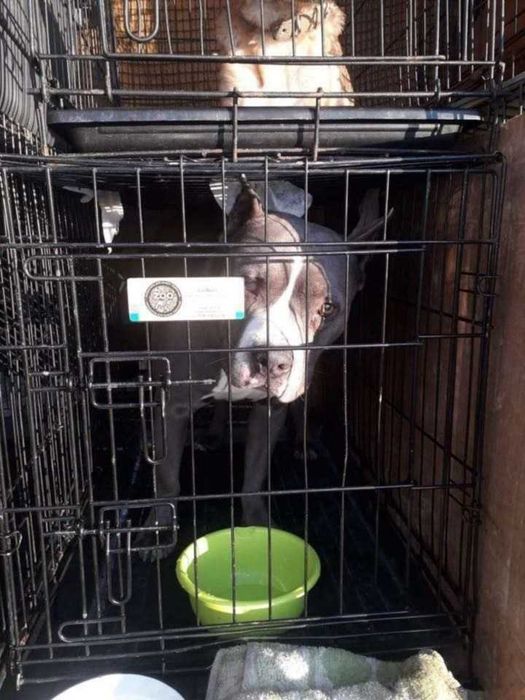 Перевозка животных за границу. Транспортировка животных за рубеж ...