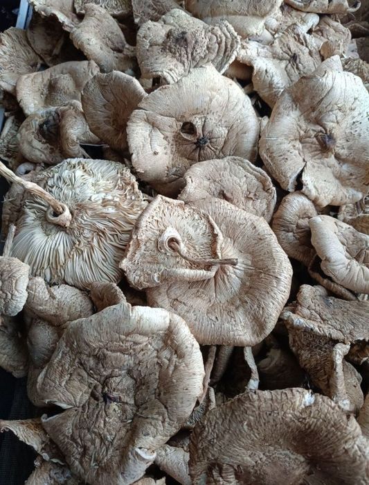 Grzyby kanie - suszone kapelusze