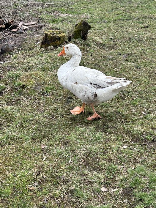 Gąsior roczny biały