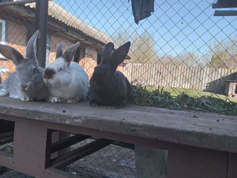 Самці Кролі на розведення!!!