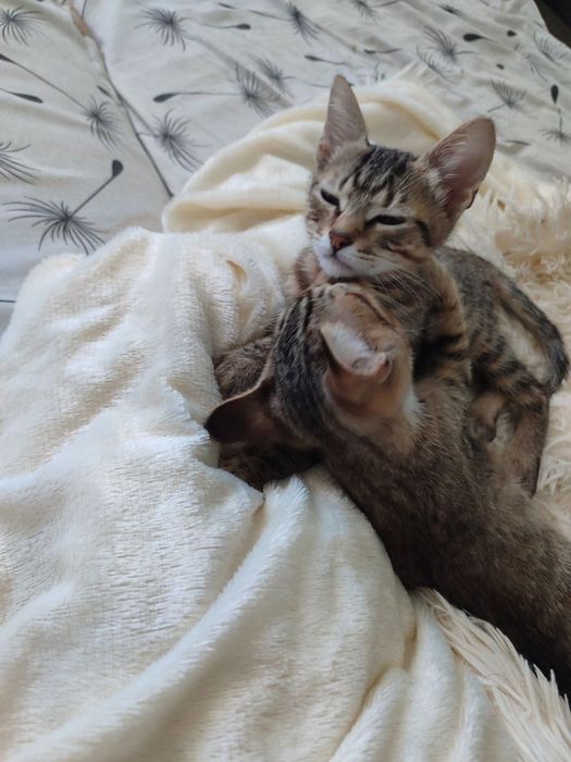 Отдам в хорошие руки котят