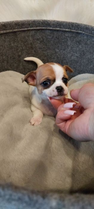 ZAREZERWOWANA !! Chihuahua malutka urocza sunia