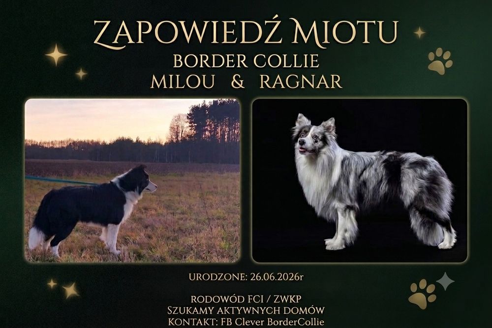 Czekoladowa suczka border collie FCI / ZKwP