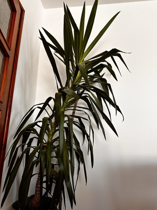Dracena yucca kwiat
