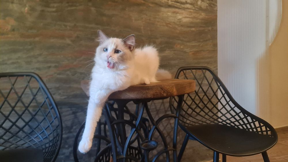 Kotka Ragdoll Dafcia