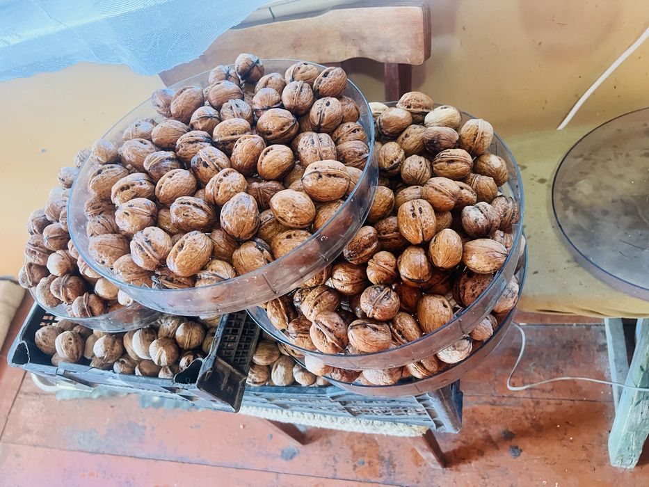 Продам горіх грецький