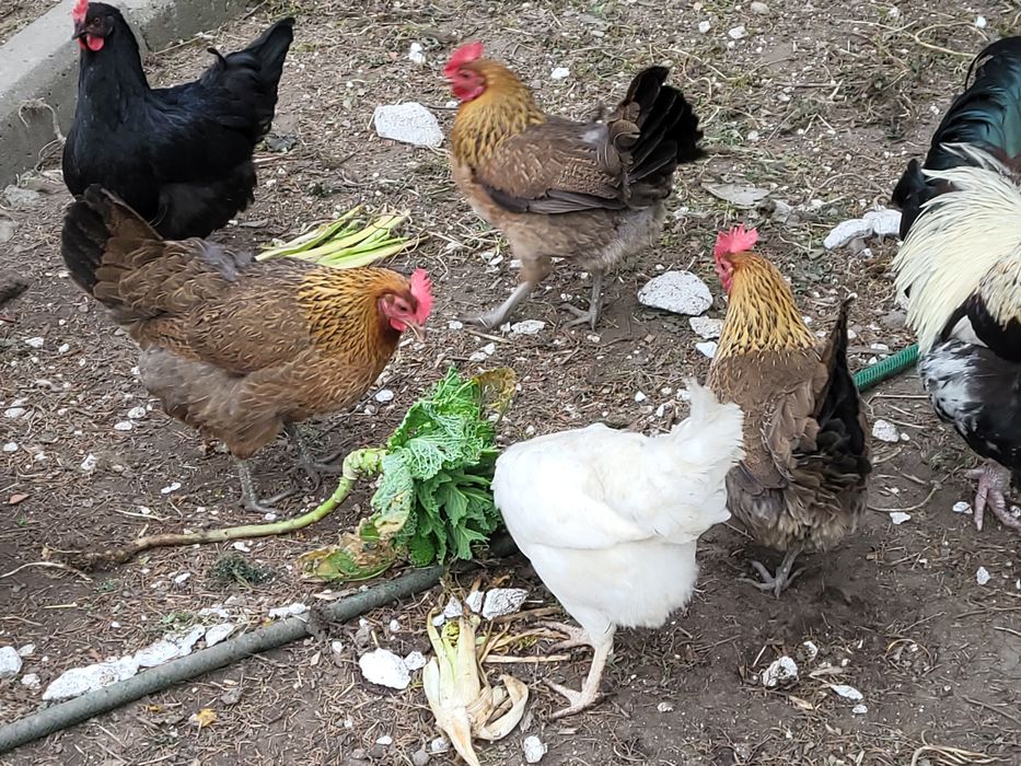 Jaja lęgowe kur mix.